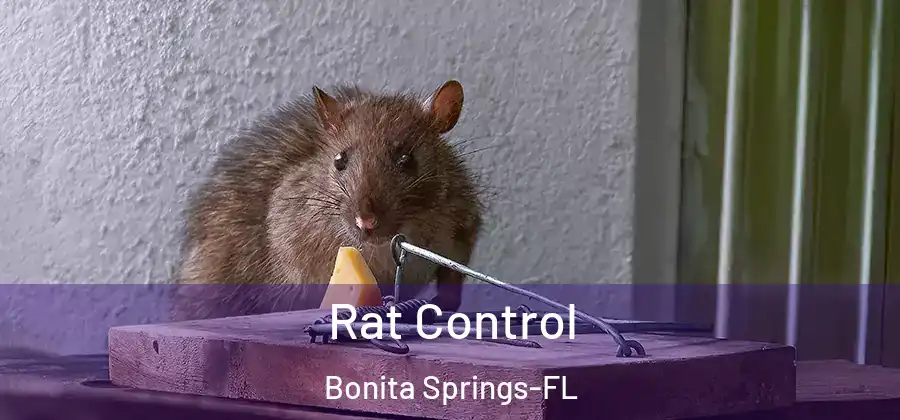  Rat Control Bonita Springs-FL