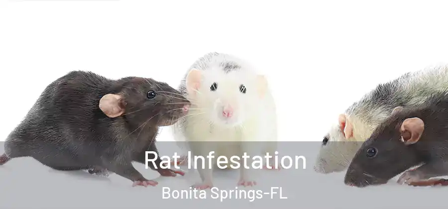 Rat Infestation Bonita Springs-FL
