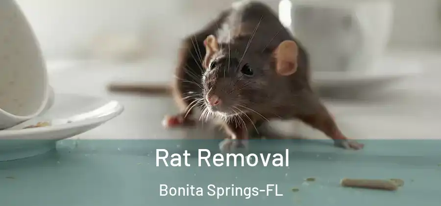 Rat Removal Bonita Springs-FL