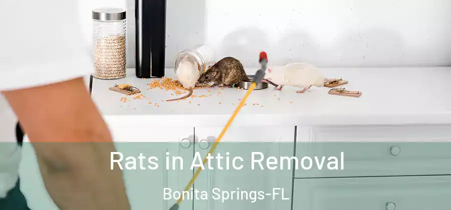Rats in Attic Removal Bonita Springs-FL