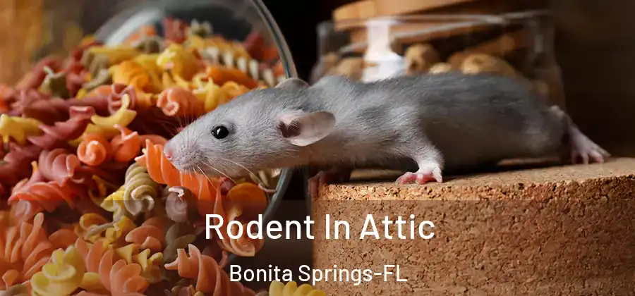Rodent In Attic Bonita Springs-FL