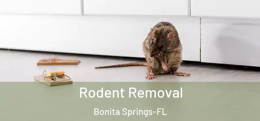 Rodent Removal Bonita Springs-FL