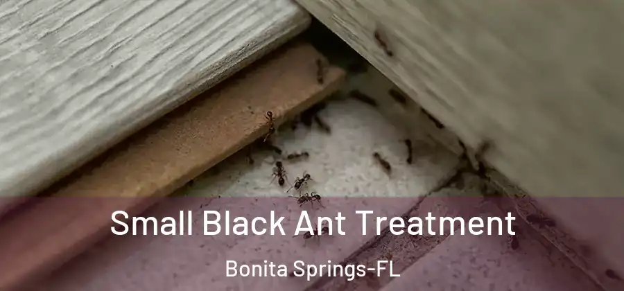 Small Black Ant Treatment Bonita Springs-FL