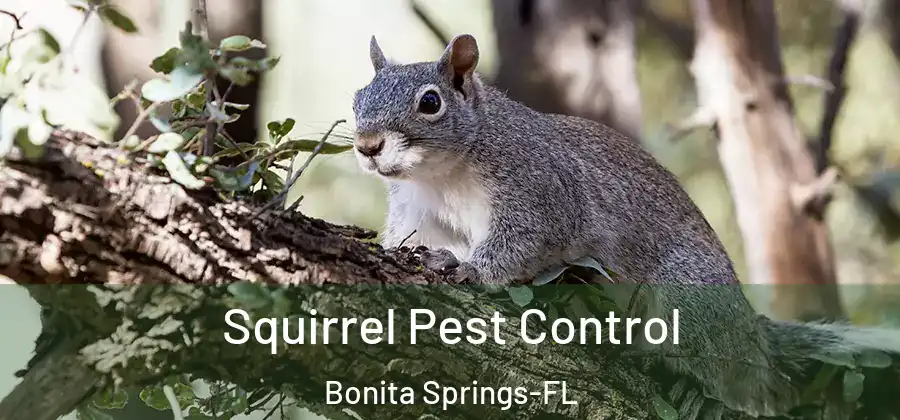 Squirrel Pest Control Bonita Springs-FL