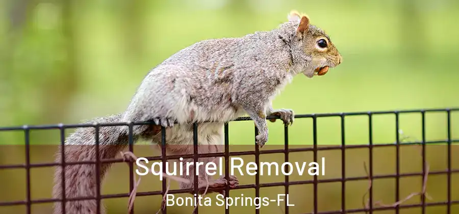  Squirrel Removal Bonita Springs-FL
