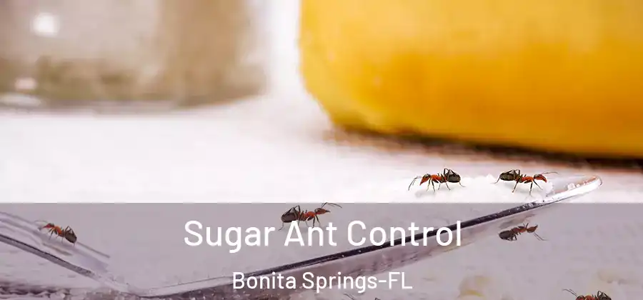 Sugar Ant Control Bonita Springs-FL