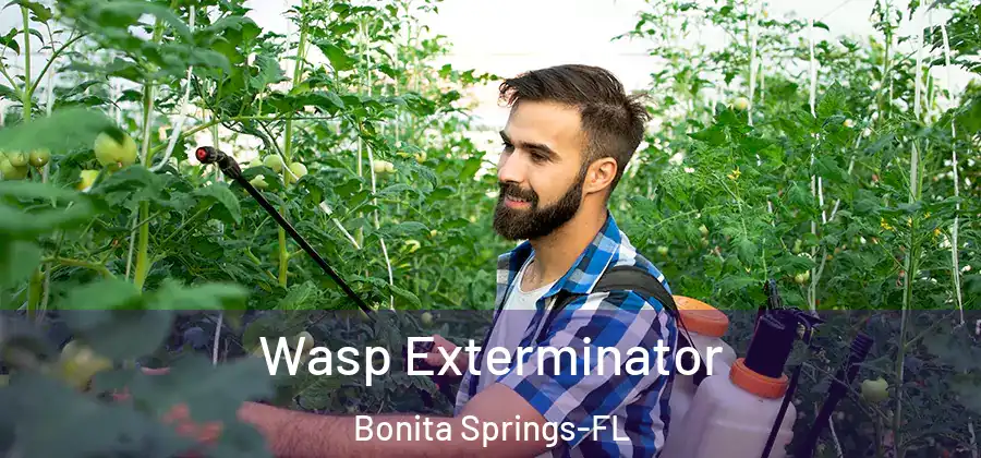 Wasp Exterminator Bonita Springs-FL