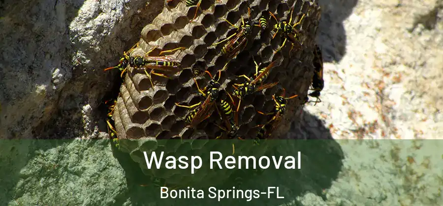 Wasp Removal Bonita Springs-FL